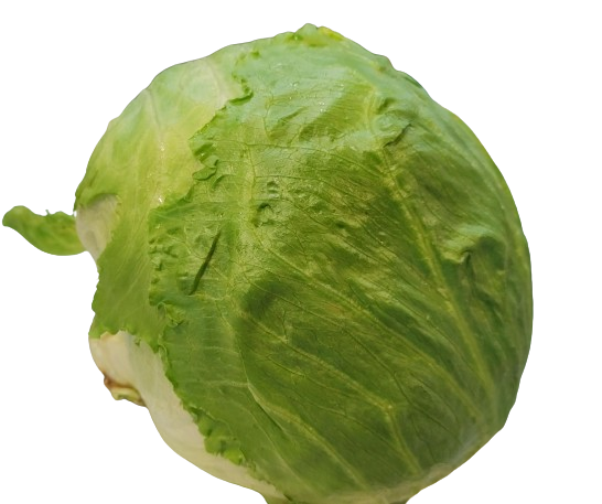 Lechuga Guatemala