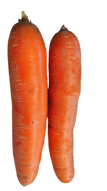 Zanahoria Guatemala